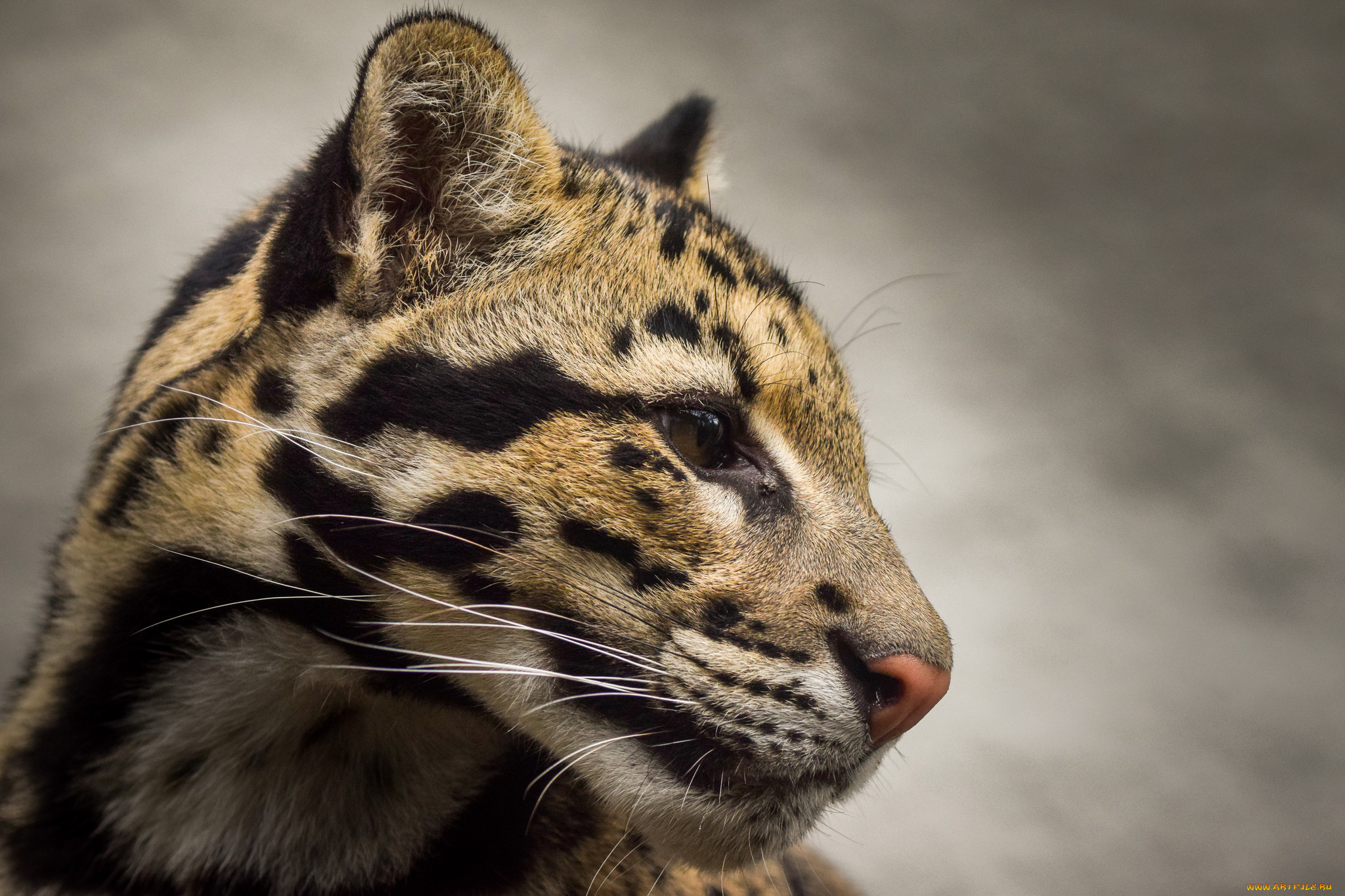 clouded leopard, ,  , 